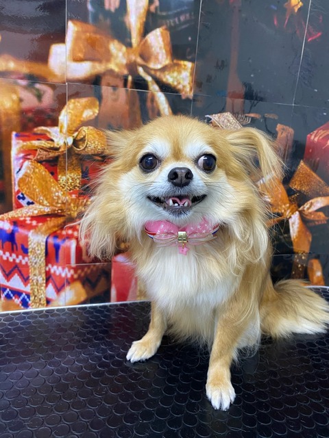 ポピー