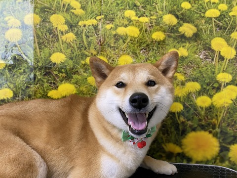 ken