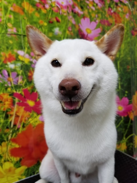 masu