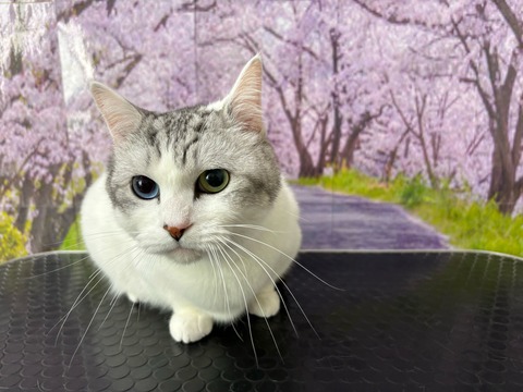 メロンジュース