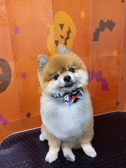 ぽんた