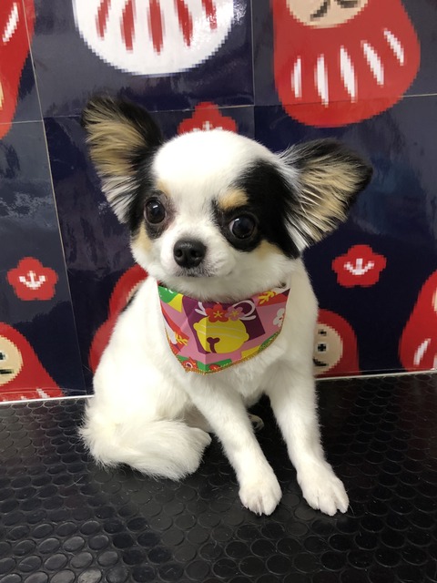 hana