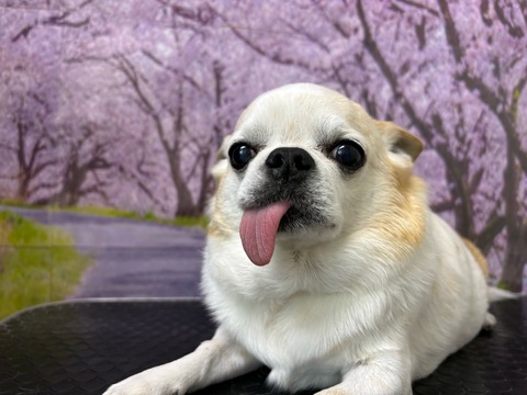 プル