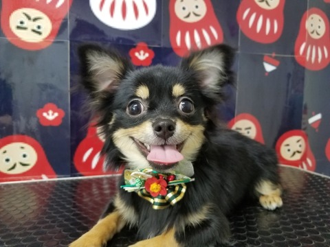 tara