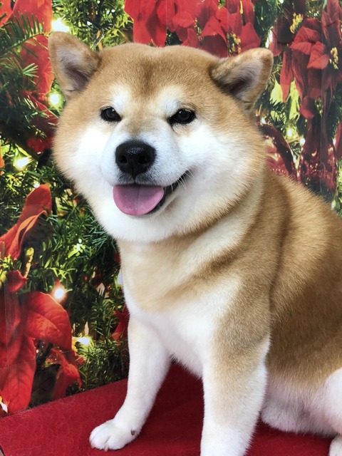 ryuu4