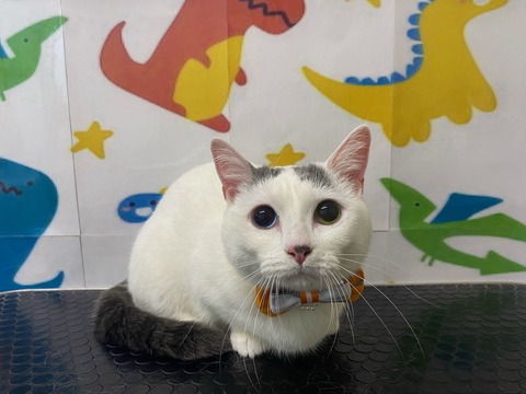 しらたまいちご