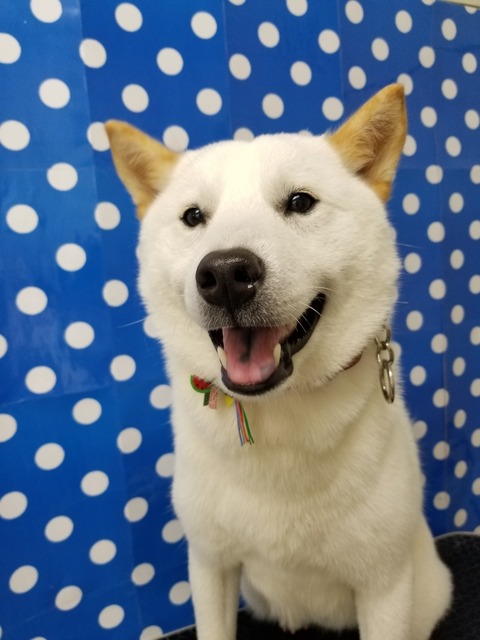 haku