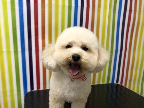 coco