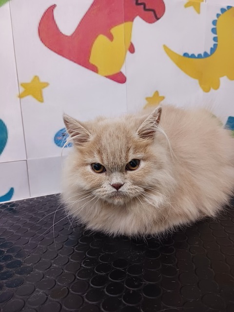 むく