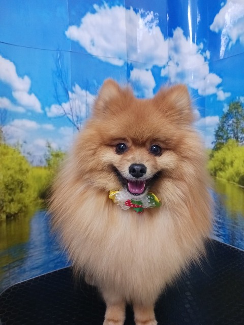 ポプ
