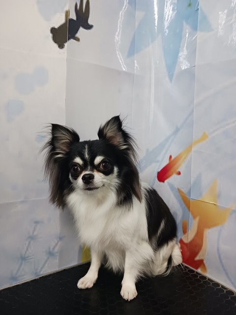 小梅