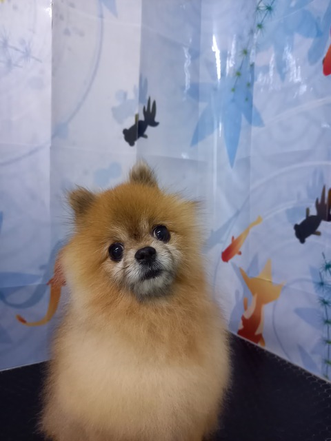 ふく