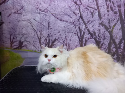 きなり
