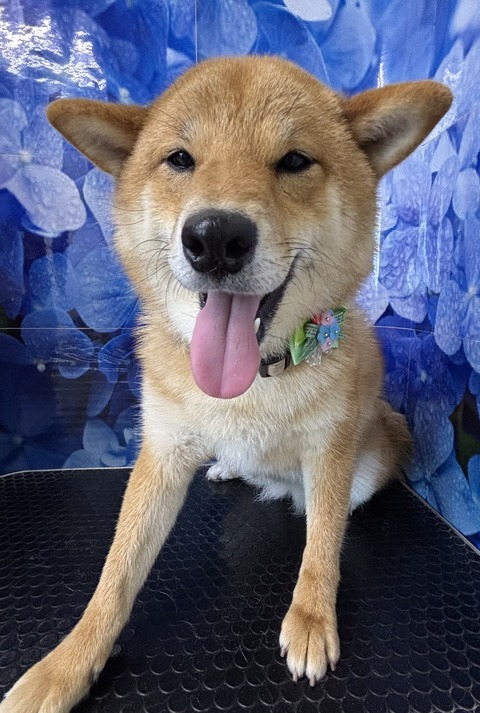 篠