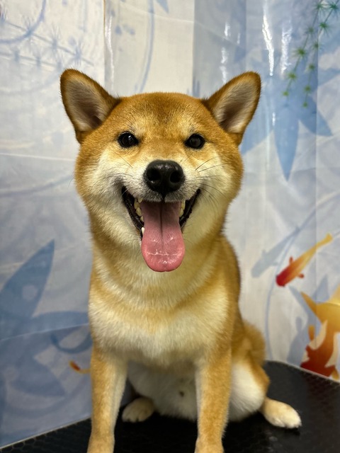 海