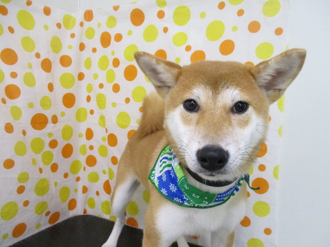 IMG_2269 - コピー - コピー - コピー