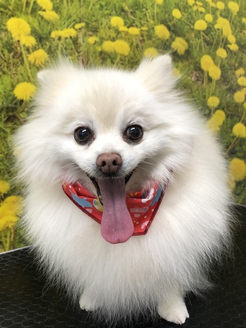 pino