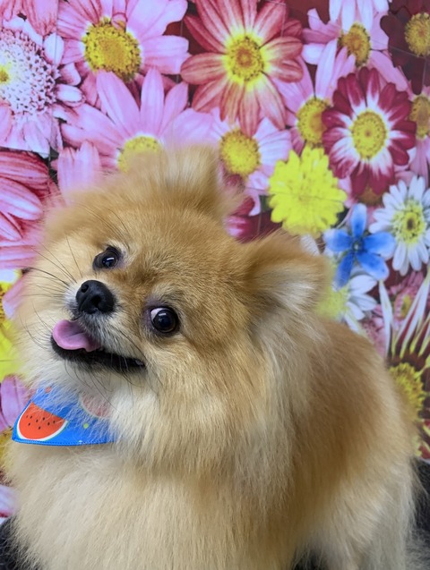 dai