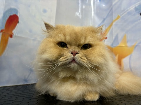 シュー