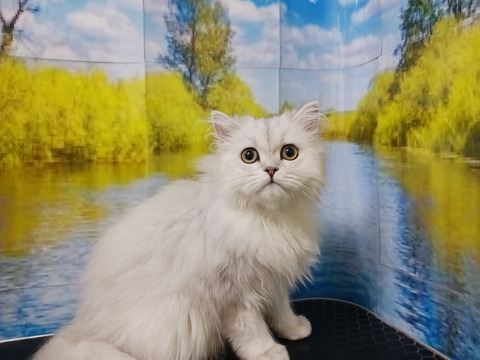 ペル