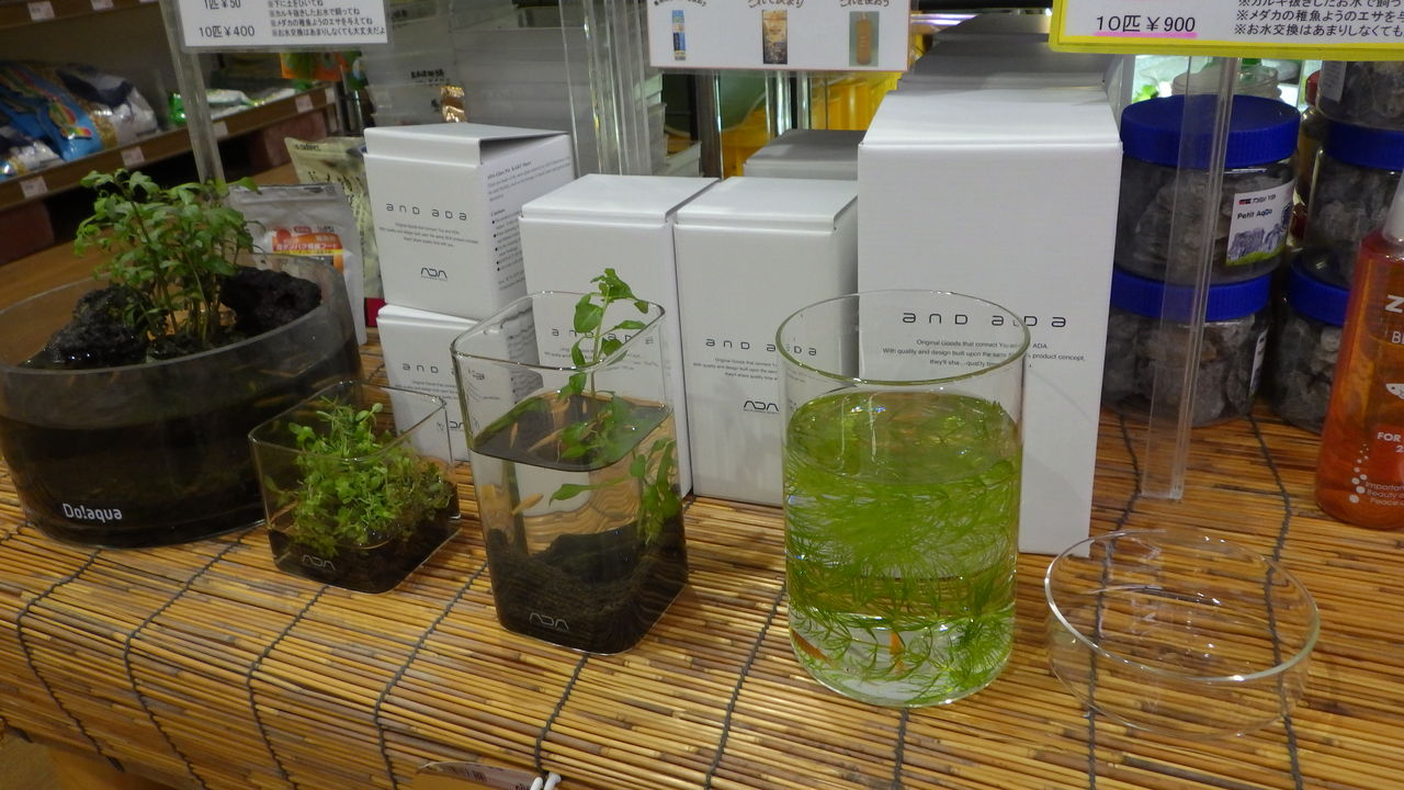 ☆ADA ガラスポット 入荷☆ : ズーズーカンパニー スタッフブログ