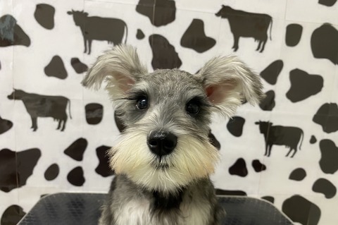 kiki