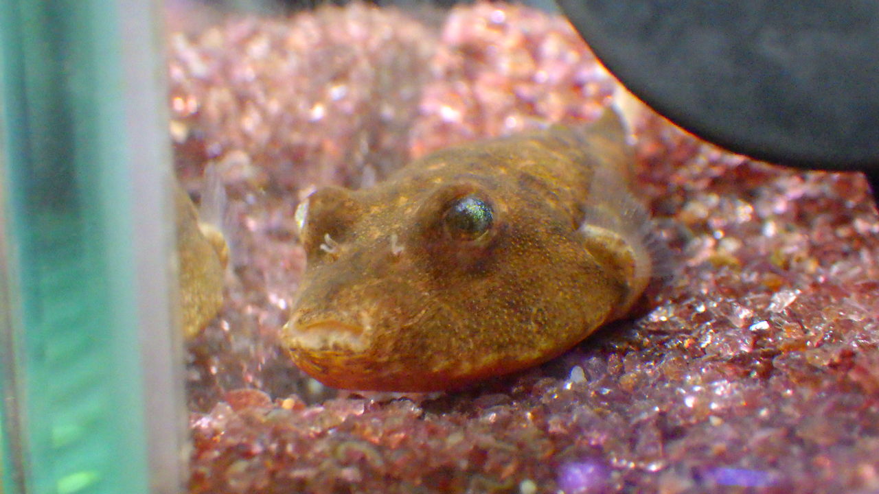 変わり者生体 ズーズーカンパニー スタッフブログ