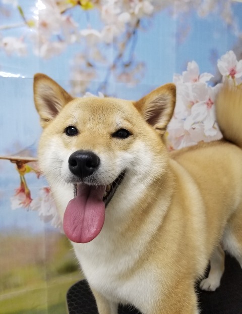 tyako