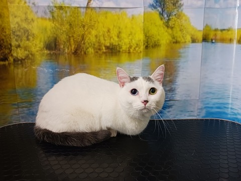 しらたまいちご