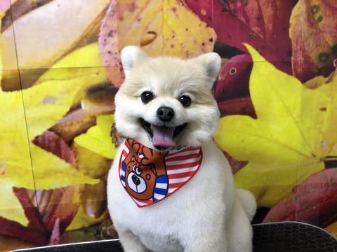 kuru