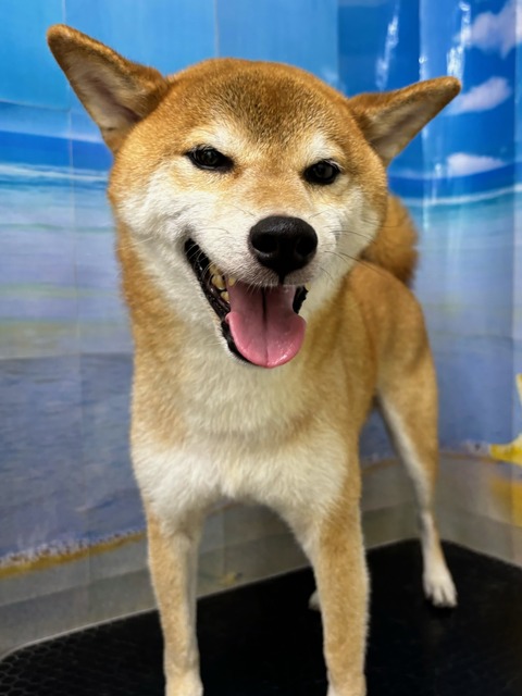 げんき