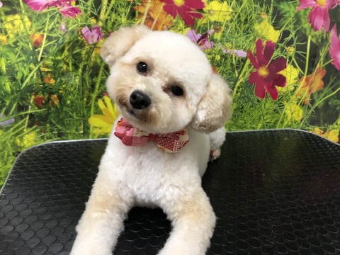 coco