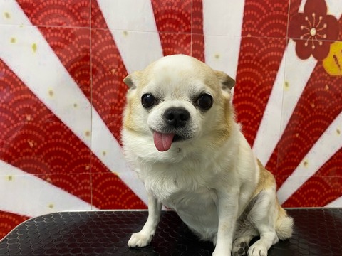 プル