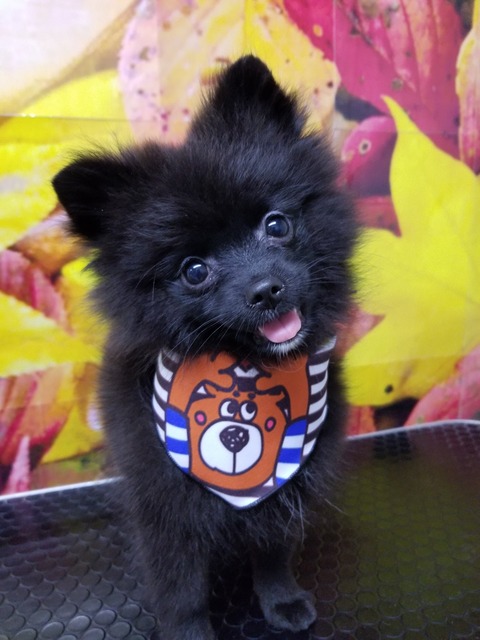 kuma