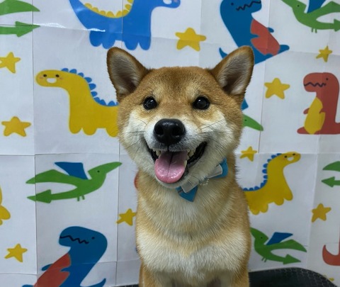 海