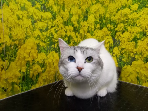 メロンジュース