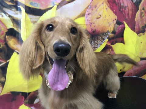 koko
