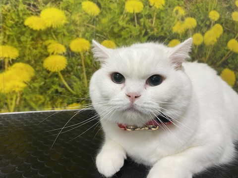 ruru