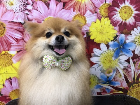 ruru