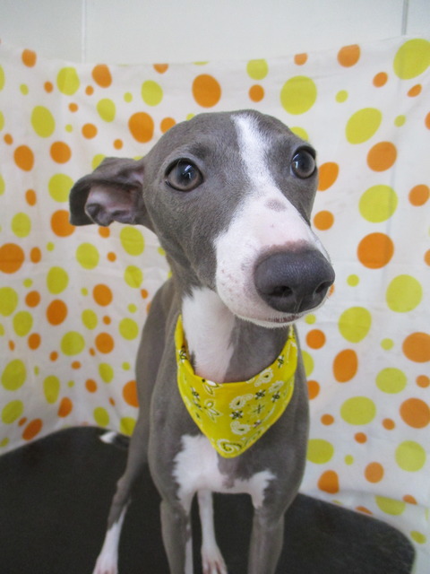 IMG_2258 - コピー - コピー - コピー