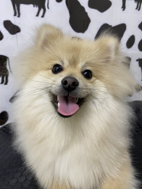 dan
