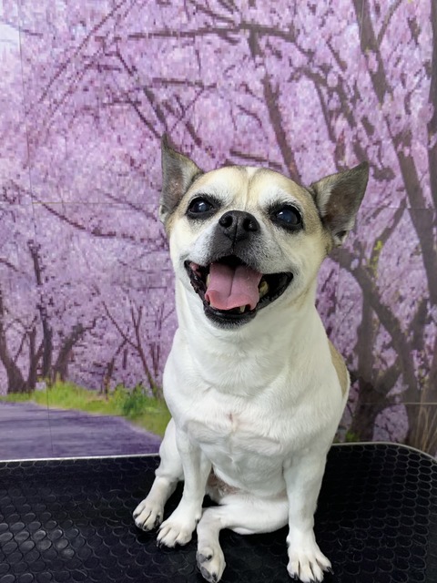 ブラン