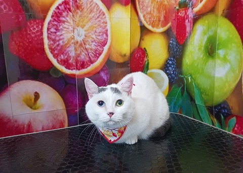 しらたまいちご