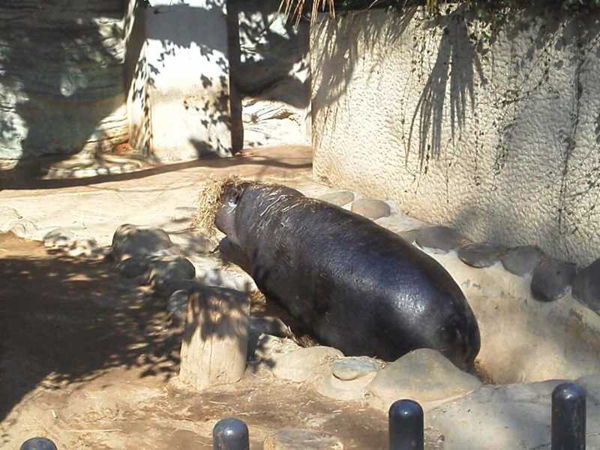 上野動物園6