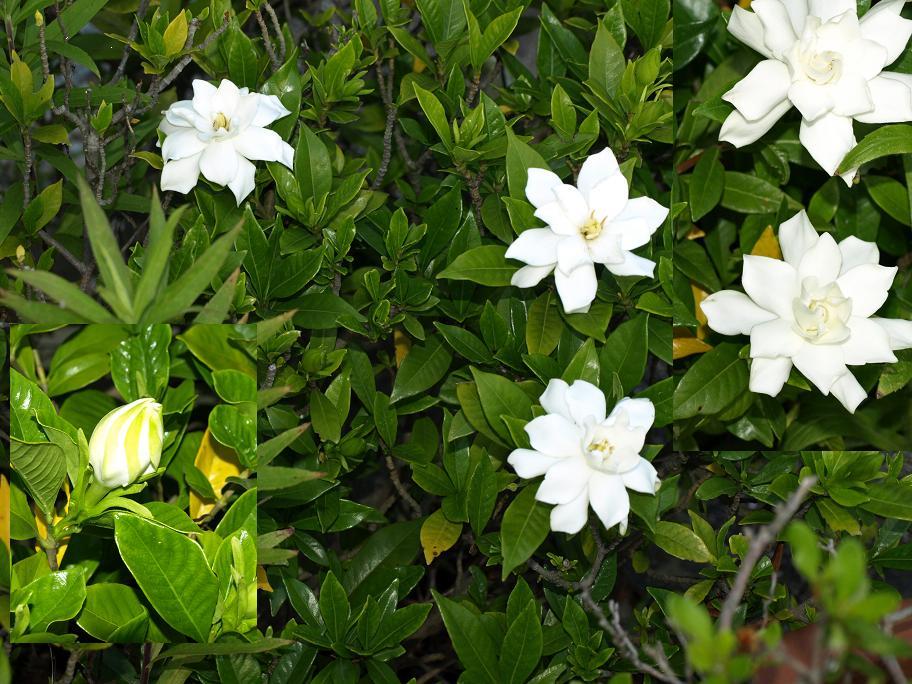 ぞうさん　の　植物図鑑