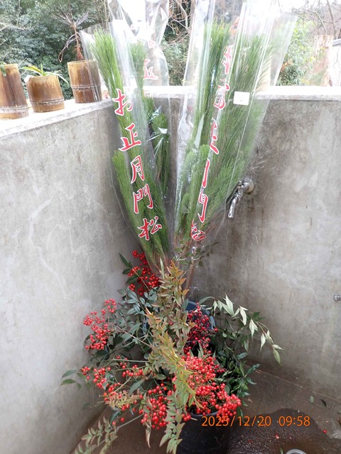 06.門松用 松とナンテンの実