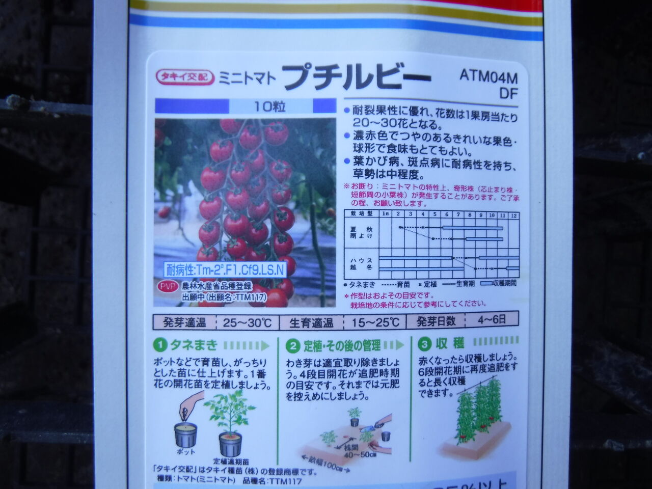 2日目のミニトマトのたねまき 嶽山便り 2日目のミニトマトのたねまき 嶽山便り