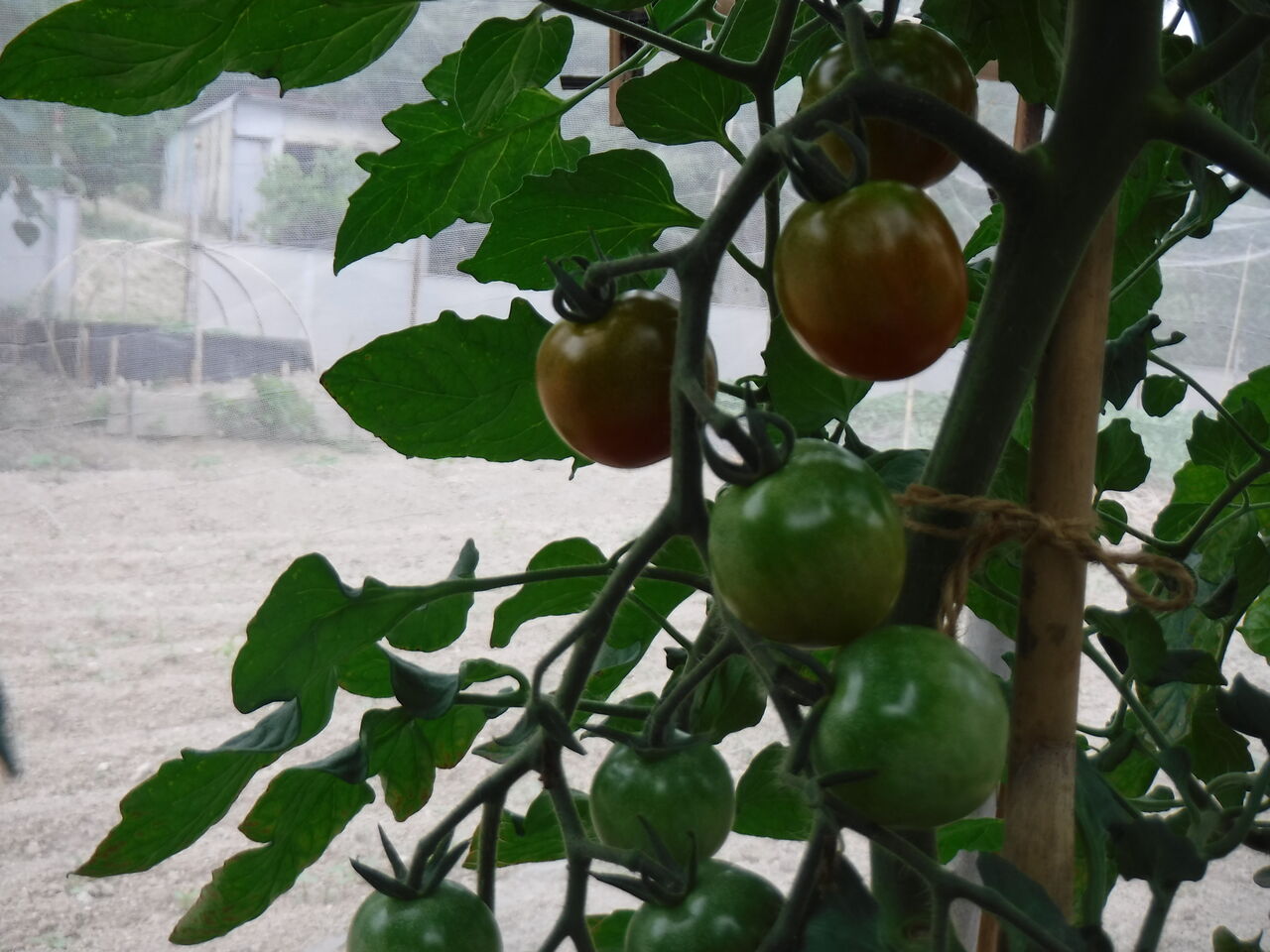 脇芽を挿し木して定植したミニトマトに雨除け屋根を作成 嶽山便り 脇芽を挿し木して定植したミニトマトに雨除け屋根を作成 嶽山便り