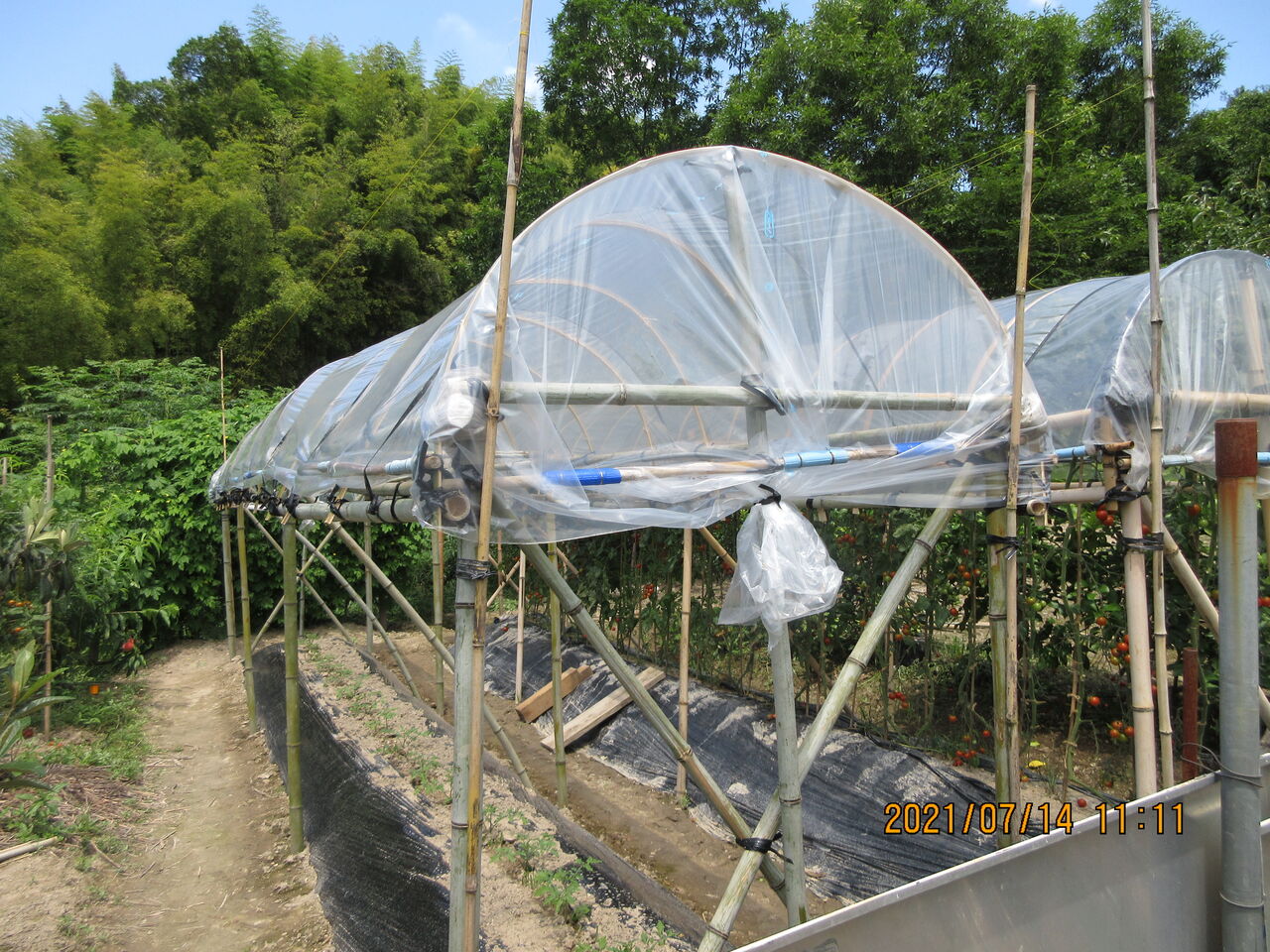 2回目のミニトマト用雨除け屋根の作成と南瓜の収穫 嶽山便り 2回目のミニトマト用雨除け屋根の作成と南瓜の収穫 嶽山便り