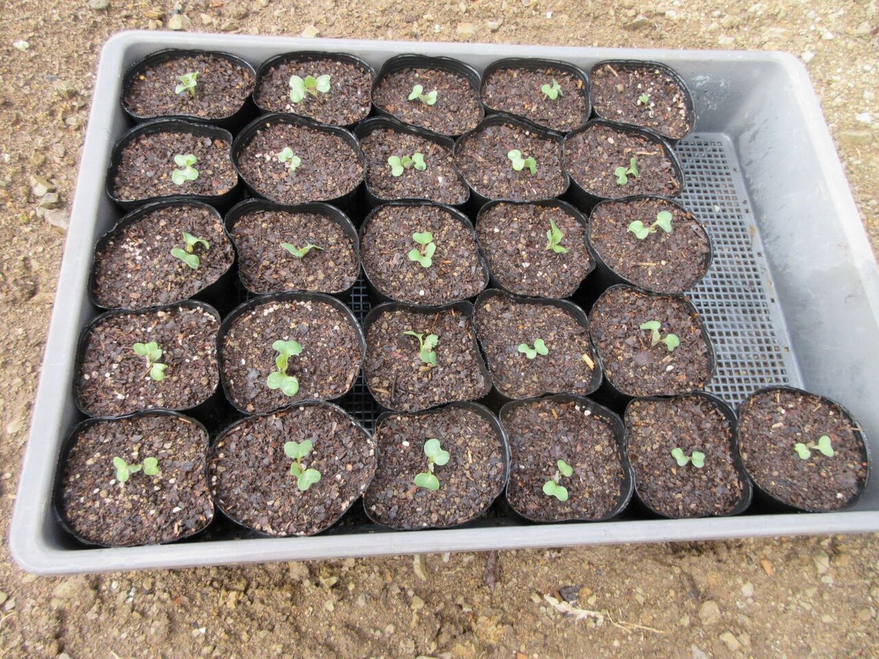 ２回目のトウモロコシの種まきとキャベツ苗の鉢上げ 嶽山便り
